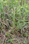 Field pepperweed